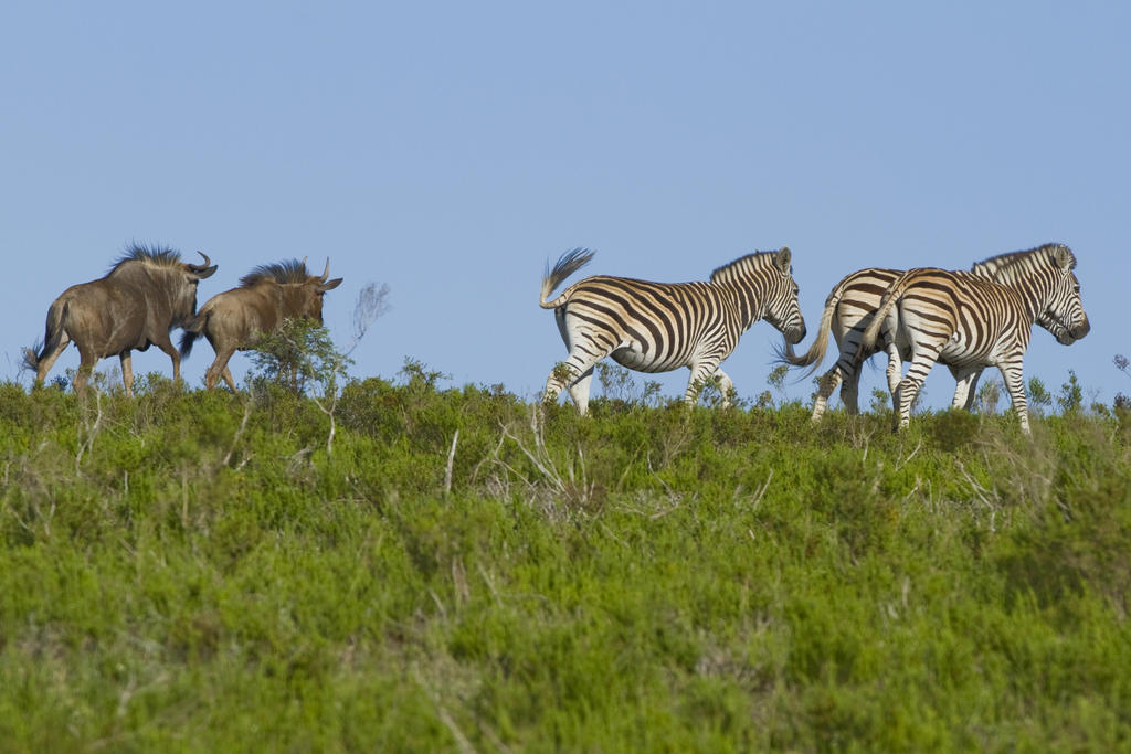 Nyaru Game Lodge Brandwag Eksteriør billede