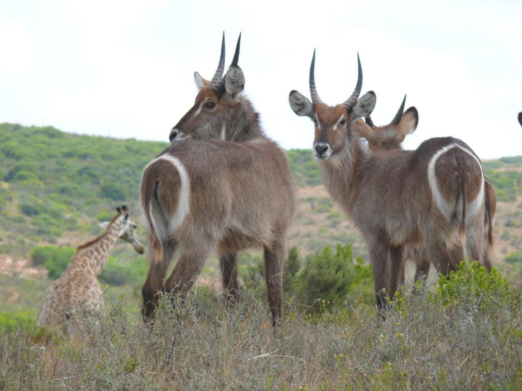 Nyaru Game Lodge Brandwag Eksteriør billede